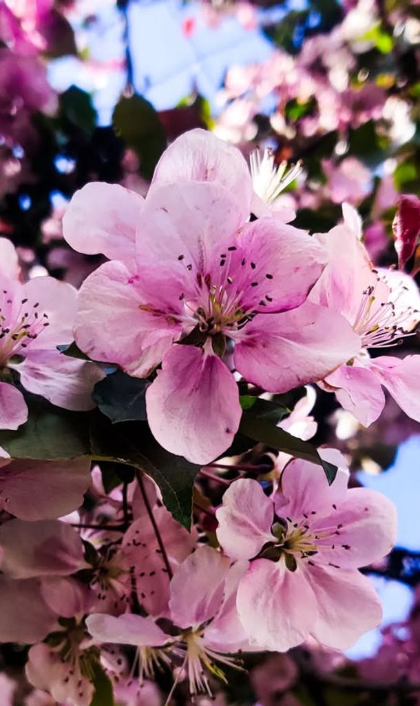 Newborn baby in basket