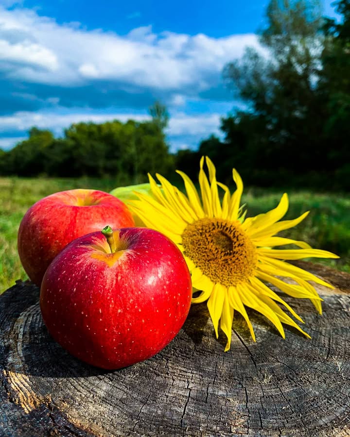 Social Media Content